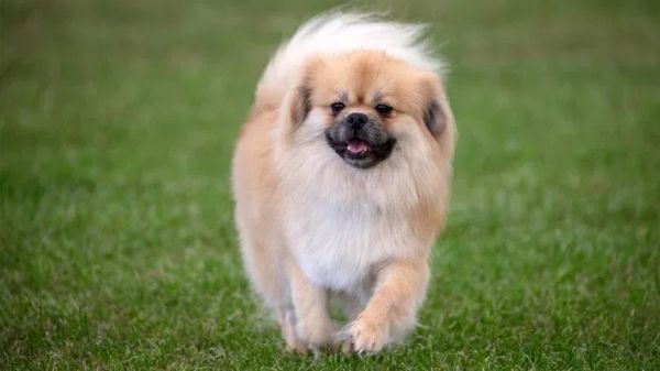 tibetan spaniel