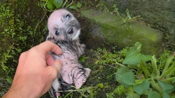 tiny survivors second chance