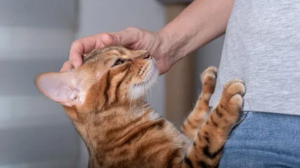 understanding feline communication signals