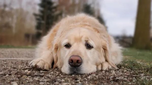 unintentionally breaking dogs spirit