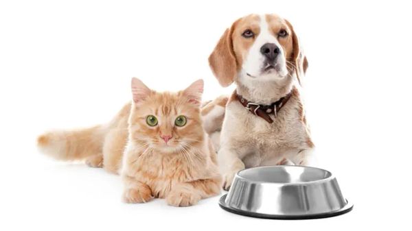 vegetarian or vegan dog diets