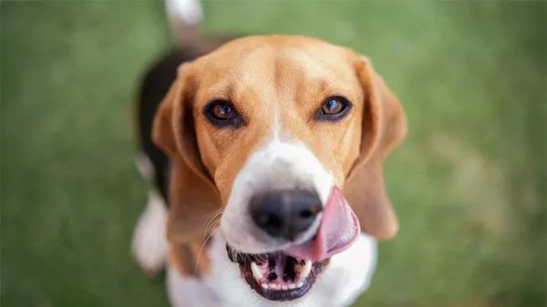 why do dogs lick your face