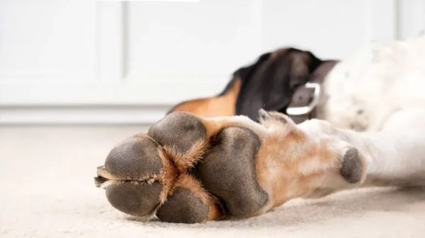 yeast infections dog paws