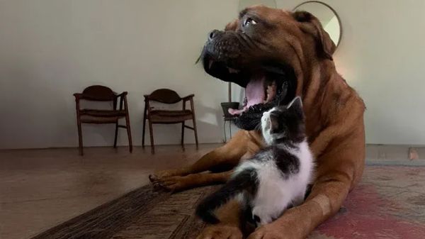 135 pounds of patience meets 2 pounds of chaos