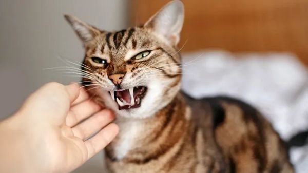 aggressive cat behavior