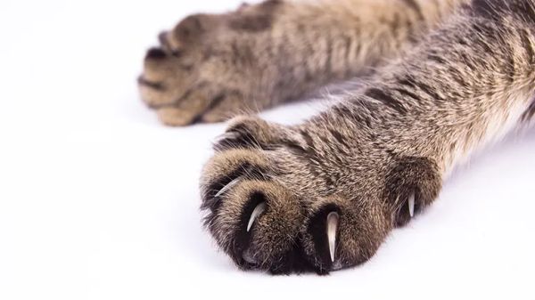 ban on declawing cats