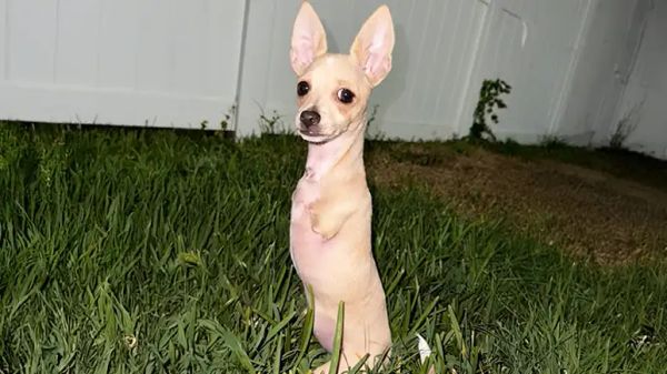 belly couldnt walk so they built her wheels