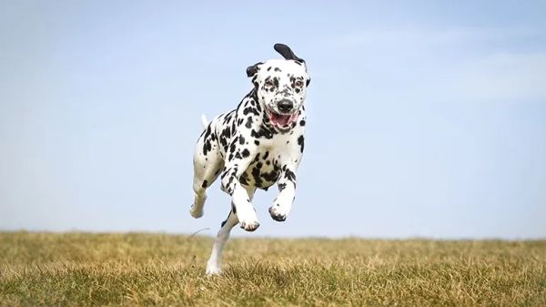 breeding made dogs less athletic