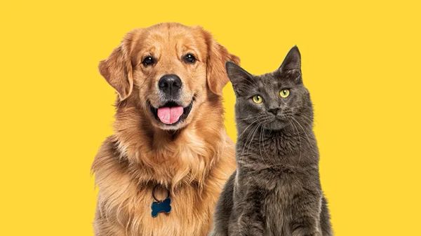 can colors boost pets mood health