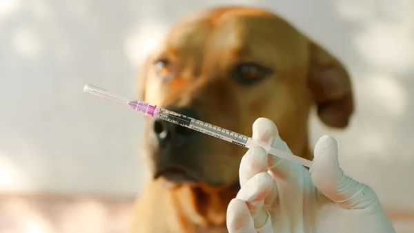 canine vaccination