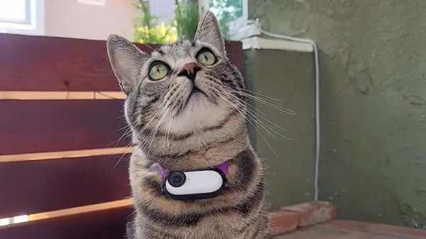 cat caught on spy cam giving trash gifts