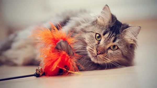 cat toys that can harm your pet