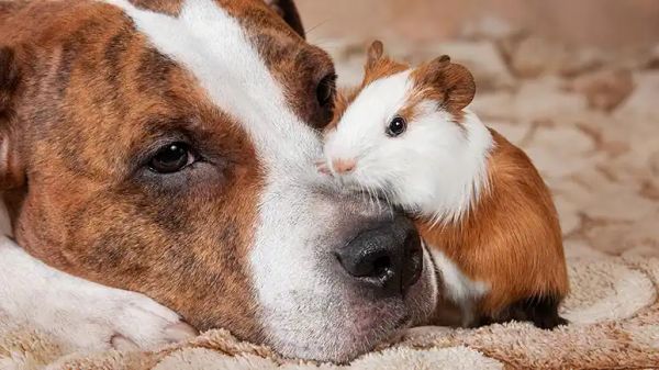 dog ownership child anxiety