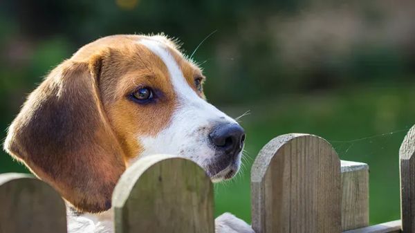 fenced yard dog sitting service
