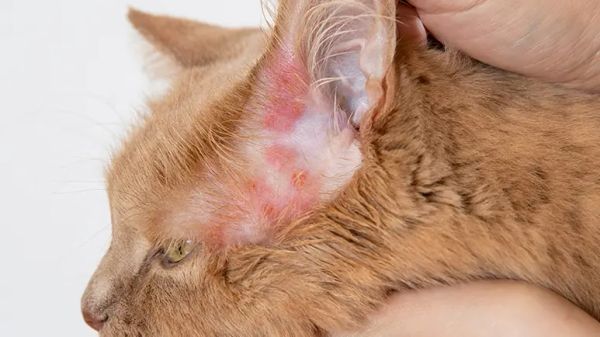 flea allergy dermatitis
