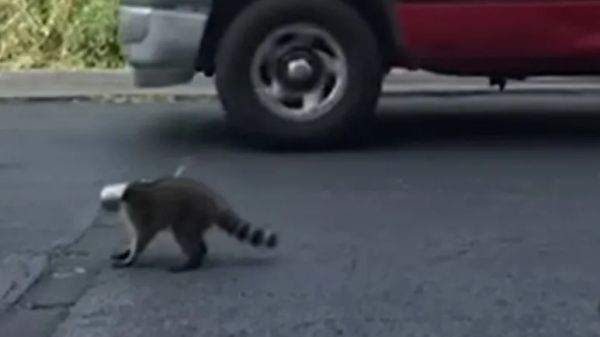 freeing a trapped raccoon