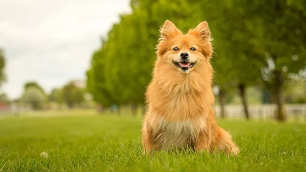 german spitz