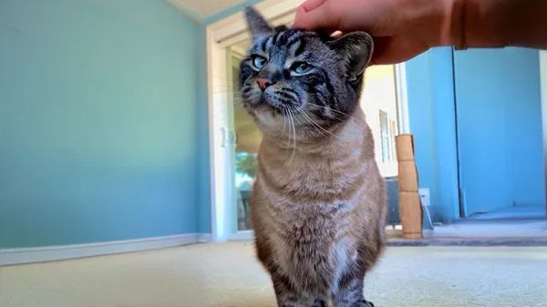 his cat wont leave him alone ever