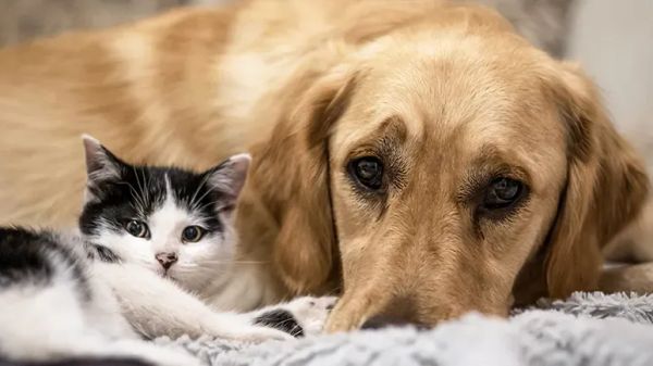 is technology driving pet insane