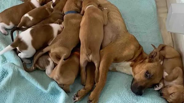 lovebug the mama dog learned to trust