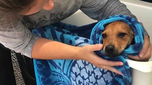 one womans mission to rescue the islands strays