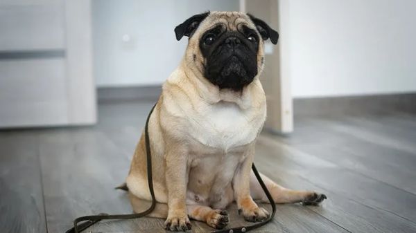 pugs gait problems