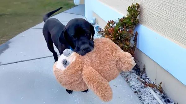 rambo didnt know how to dog until now