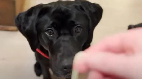 rescuers fought to save the skinniest puppy