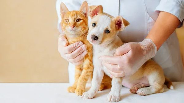 second veterinary opinion