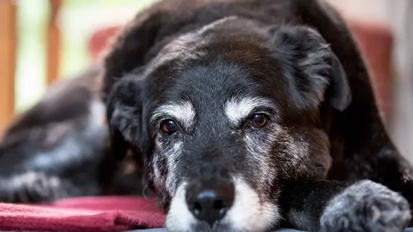 senior pets wellness checkups