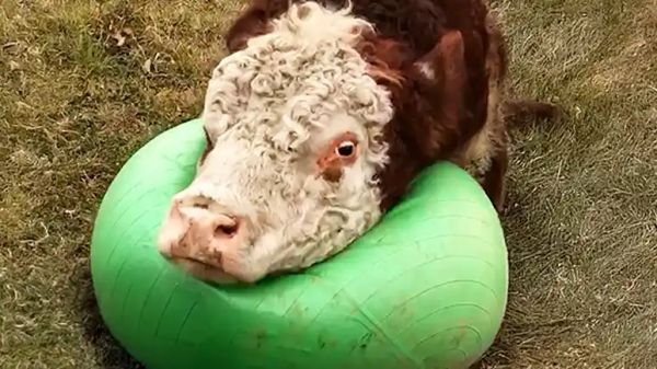 spuds giant ball surprise