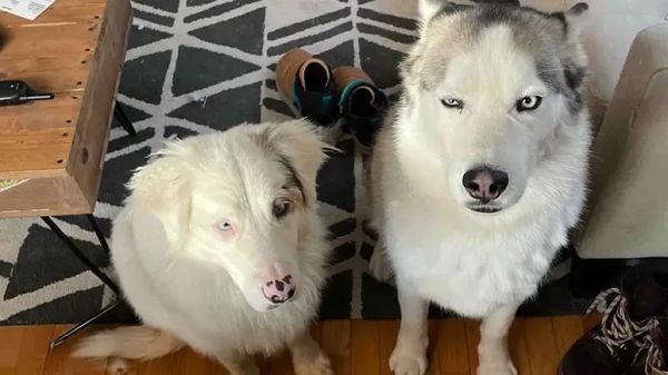 taco and biscuits unbreakable bond