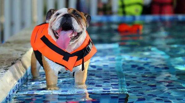 teaching your dog to swim