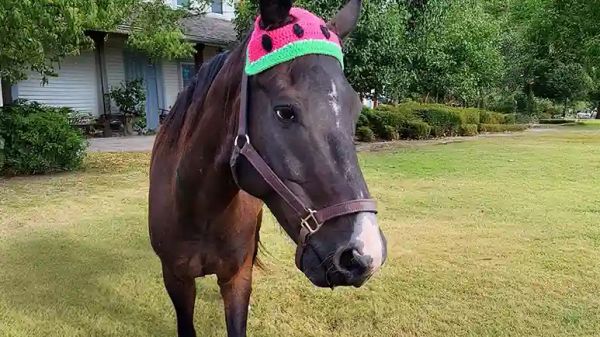 the horse who saved his riders life