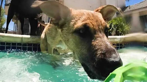 the puppy pool party you didnt know you needed