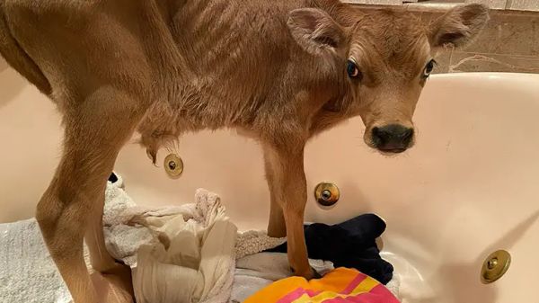 they thought the cow wouldnt make it but he did