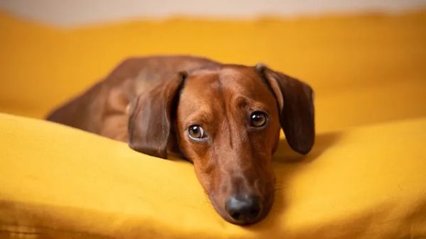 tips to keep senior dog healthy happy