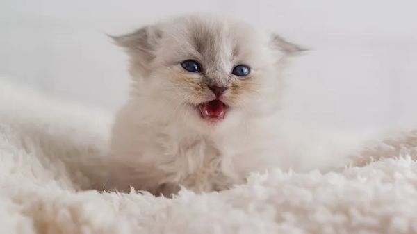 understanding kittens teeth