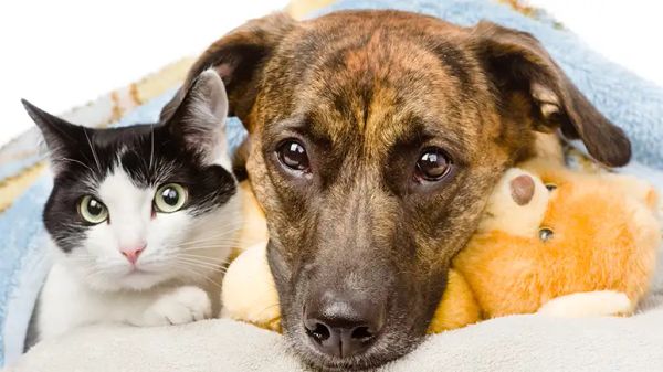 understanding vomiting in pets