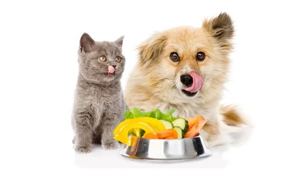 vegetables for dogs and cats
