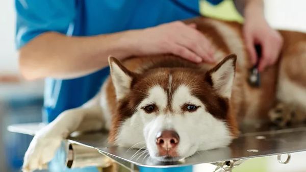 vomiting vs. regurgitation dogs