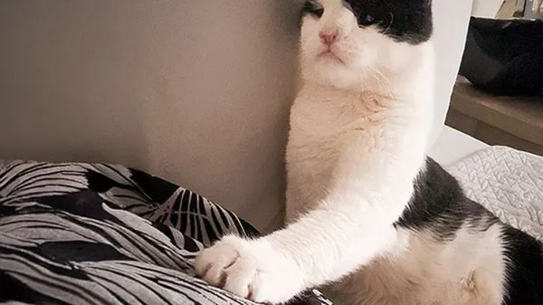 wallaces heart was failing love kept it beating