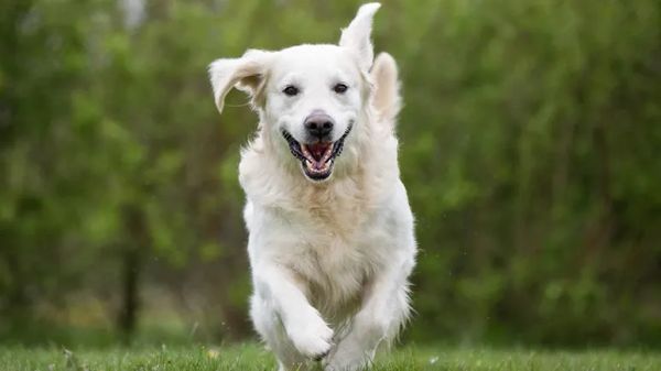 why dogs make the golden years shine brighter
