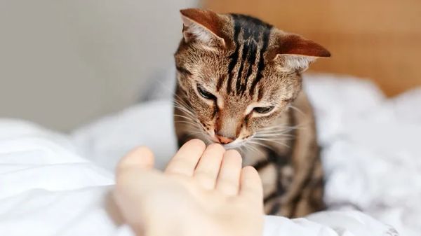 why your cat sniffs you