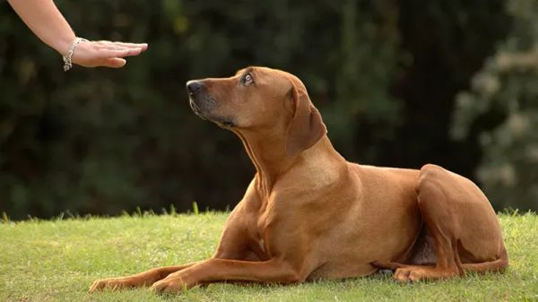 basic dog behavior training