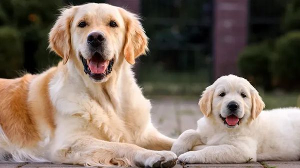 benefits of having two dogs