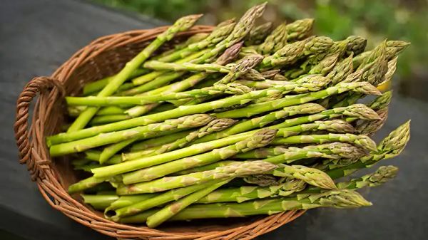 can you feed asparagus to your pets