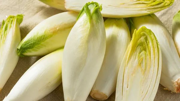 can you feed endive to your pet