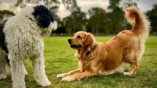canine behaviors dropping to the ground digging
