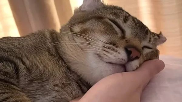 cat with crinkled ears stole her heart